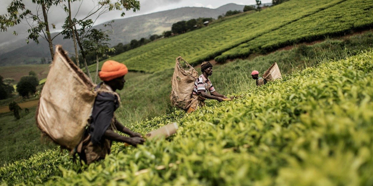Top Reference Media in Africa’s Agricultural Sector